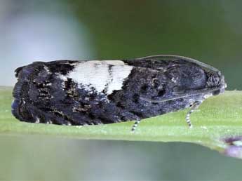 Pammene insulana Gn. adulte - �Friedmar Graf