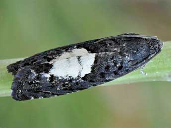 Pammene insulana Gn. adulte - �Friedmar Graf