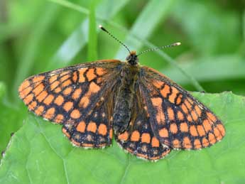 Euphydryas intermedia M�n�tri�s adulte - �Philippe Mothiron