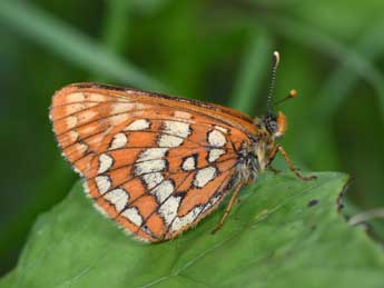 Euphydryas intermedia M�n�tri�s adulte - �Philippe Mothiron