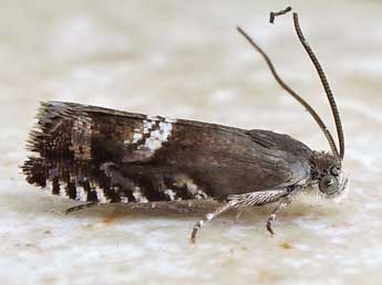 Grapholita internana Gn. adulte - �Friedmar Graf