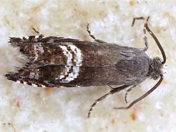 Grapholita internana Gn. adulte - �Friedmar Graf