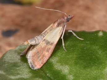 Plodia interpunctella Hb. adulte - �Philippe Mothiron