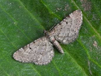 Eupithecia intricata Zett. adulte - �Philippe Mothiron