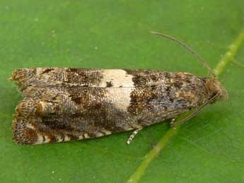 Epiblema inulivora Meyrick adulte - �Heidrun Melzer