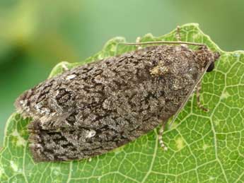 Apotomis inundana D. & S. adulte - �Friedmar Graf