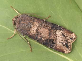 Agrotis ipsilon Hfn. adulte - �Philippe Mothiron