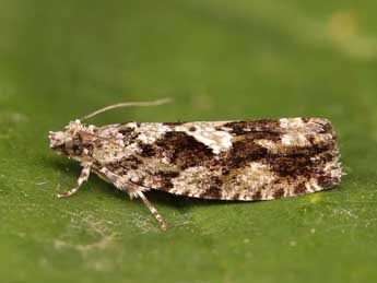 Zeiraphera isertana F. adulte - �Lionel Taurand