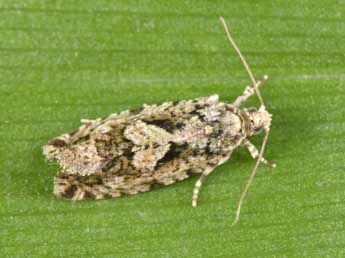 Zeiraphera isertana F. adulte - �Philippe Mothiron