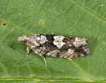 Zeiraphera isertana F. adulte - �Philippe Mothiron