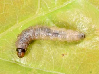  Chenille de Zeiraphera isertana F. - �Philippe Mothiron