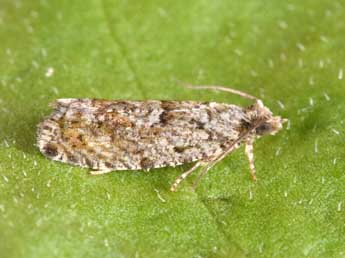 Zeiraphera isertana F. adulte - �Philippe Mothiron