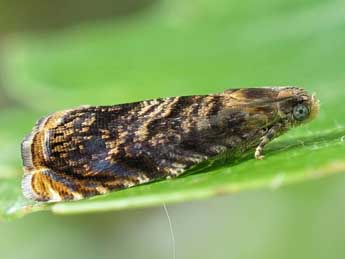 Grapholita janthinana Dup. adulte - �Friedmar Graf