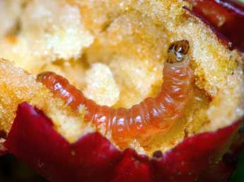  Chenille de Grapholita janthinana Dup. - �Patrick Clement