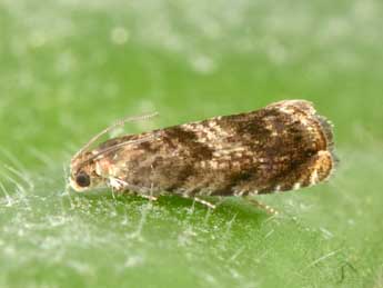 Grapholita janthinana Dup. adulte - �Philippe Mothiron