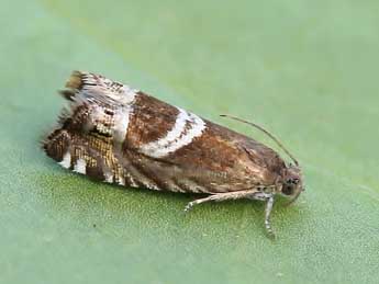 Grapholita jungiella Cl. adulte - �Lionel Taurand