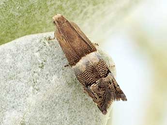 Pammene juniperana Mill. adulte - �Friedmar Graf