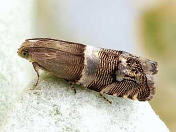 Pammene juniperana Mill. adulte - �Friedmar Graf