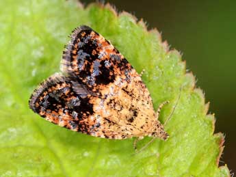 Selenodes karelica Tengst. adulte - �Michel Billard