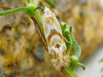 Aethes kindermanniana Tr. adulte - �Friedmar Graf