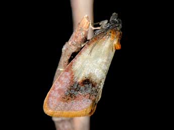 Pelatea klugiana Frr adulte - �Alain Cama