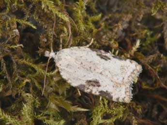 Acleris kochiella Gze adulte - �Philippe Mothiron