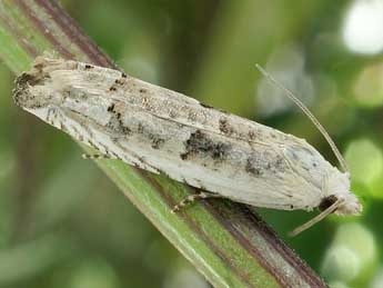 Eucosma lacteana Tr. adulte - �Friedmar Graf