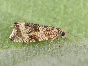 Celypha lacunana D. & S. adulte - �Philippe Mothiron