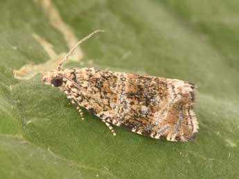 Celypha lacunana D. & S. adulte - �Philippe Mothiron