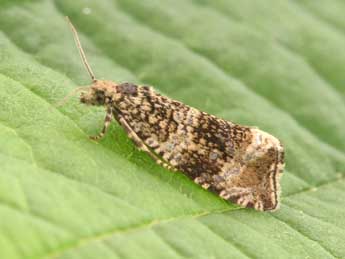 Celypha lacunana D. & S. adulte - �Philippe Mothiron