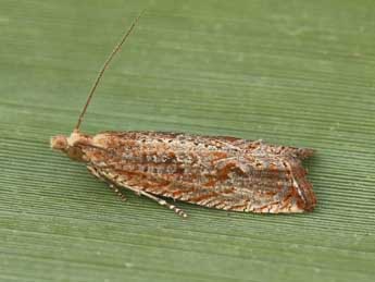 Bactra lancealana Hb. adulte - �Lionel Taurand