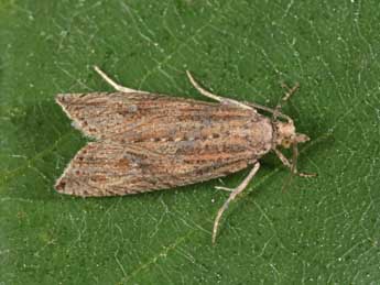 Bactra lancealana Hb. adulte - �Philippe Mothiron