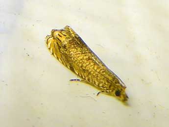 Tetramoera langmaidi Plant adulte - �Jennifer Scott