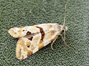 Aethes languidana Mn adulte - �Daniel Morel