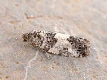 Spilonota laricana Hein. adulte - �Philippe Mothiron