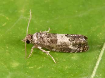 Spilonota laricana Hein. adulte - �Philippe Mothiron