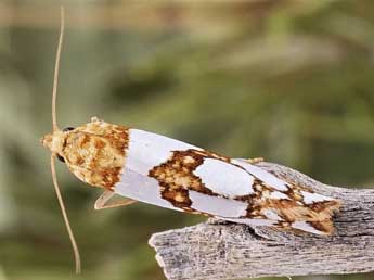 Eugnosta lathoniana Hb. adulte - �Friedmar Graf