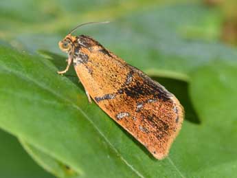 Ptycholoma lecheana L. adulte - �Philippe Mothiron