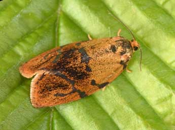 Ptycholoma lecheana L. adulte - �Philippe Mothiron