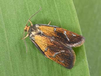 Ptycholoma lecheana L. adulte - �Philippe Mothiron