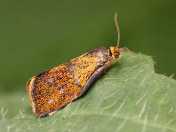 Ptycholoma lecheana L. adulte - �Lionel Taurand