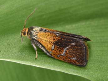 Ptycholoma lecheana L. adulte - �Philippe Mothiron