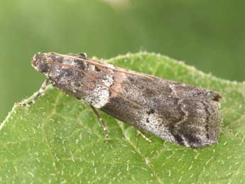 Acrobasis legatea Hw. adulte - �Philippe Mothiron