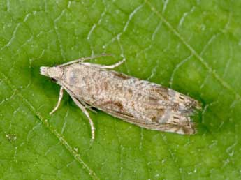 Selania leplastriana Curt. adulte - �Philippe Mothiron