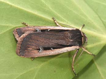 Ochropleura leucogaster Frr adulte - �Philippe Mothiron