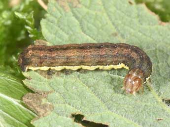  Chenille de Ochropleura leucogaster Frr - �Philippe Mothiron