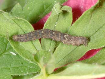  Chenille de Idaea libycata Bartel - �Jean Haxaire
