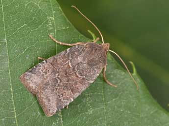 Conistra ligula Esp. adulte - �Philippe Mothiron