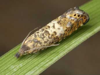 Dichrorampha ligulana H.-S. adulte - �J�rg Schmid