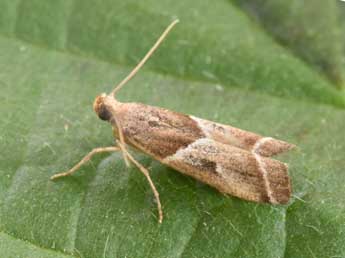 Nyctegretis lineana Scop. adulte - �Philippe Mothiron